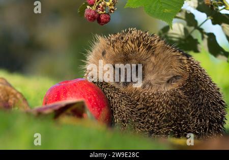 Hedgehog dort sur des pommes photographiées dans le jardin Banque D'Images