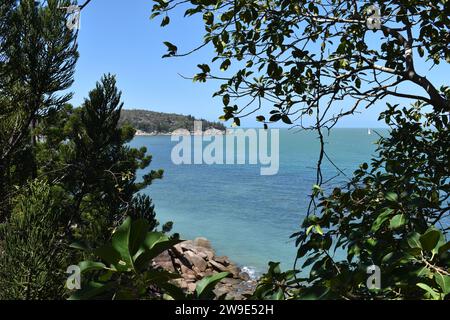 Végétation tropicale, y compris les pins Hoop, sur la côte rocheuse entre Nelly Bay et Geoffrey Bay vu de la voie Gabul surélevée marche et vélo tra Banque D'Images