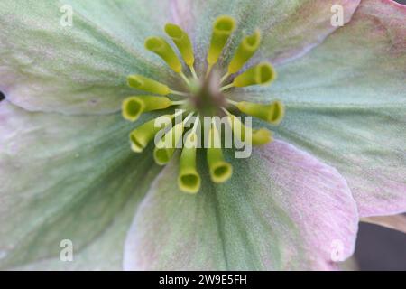 Helleborus niger, communément appelé Rose de Noël, Banque D'Images