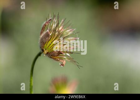 gros plan d'une fleur de pasqueflower flétrie (pulsatilla vulgaris) au soleil avec fond flou Banque D'Images