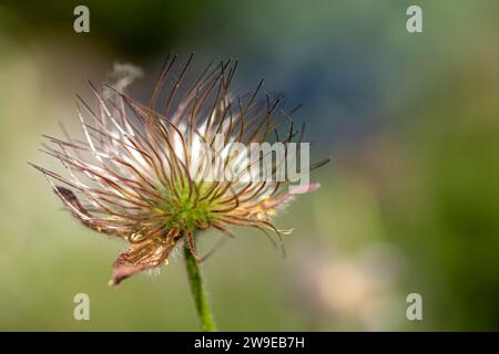 gros plan d'une fleur de pasqueflower flétrie (pulsatilla vulgaris) au soleil avec fond flou Banque D'Images