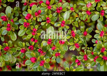 Azalées, Rhododendron indicum Banque D'Images