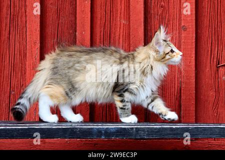 Joli chat forestier norvégien marchant sur un banc noir Banque D'Images