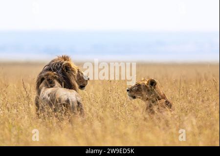Lion et lionne se regardant les yeux de l'autre tout en se tenant côte à côte dans le gras élevé de savane Banque D'Images