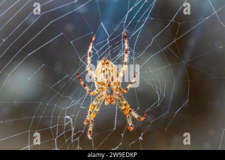 Portrait d'araignée orange poilue (araignée de jardin européenne ou Cross Spider ou Cross Orbweaver ou araignée diadème, Araneus diadematus) grand beau brigh Banque D'Images