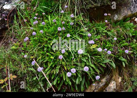 La Marguerite de globe à feuilles de coeur (Globularia cordifolia) est une plante herbacée vivace originaire des montagnes du centre et du sud de l'Europe et de la Turquie. Cette photo a été prise Banque D'Images