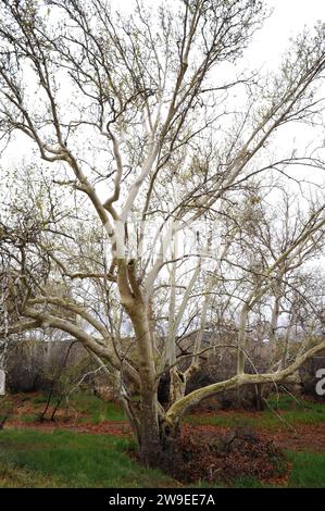 Le sycomore de l'Arizona (Platanus wrightii) est un arbre à feuilles caduques originaire du sud-ouest des États-Unis et du nord-ouest du Mexique. Cette photo a été prise au château de Montezuma Banque D'Images