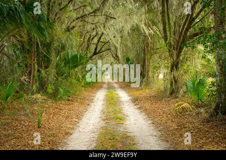 Chemin de sable de terre accidenté passant à travers un habitat naturel calme et paisible dans le vieux sud rural caché nord de la Floride. Etat arbre sabal palmier avec li Banque D'Images