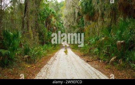 Chemin de sable de terre accidenté passant à travers un habitat naturel calme et paisible dans le vieux sud rural caché nord de la Floride. Etat arbre sabal palmier avec li Banque D'Images