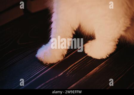 Chats moelleux blancs pattes sur la table en bois à la lumière douce et chaude. Concept animaux. Banque D'Images