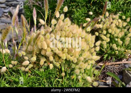 L'herbe à queue de lièvre (Lagurus ovatus) est une plante annuelle originaire des côtes du bassin méditerranéen, du Portugal, des îles Canaries, de l'Asie occidentale et introduite dans l'AME Banque D'Images