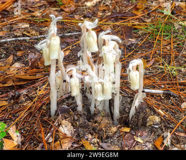 Monotropa uniflora, également connu sous le nom de fantôme ou de pipe indienne, la plante cadavre est une plante manquant de chlorophylle utilise sa relation unique avec les champignons et la photo Banque D'Images