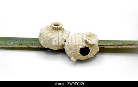 Minuscule, poterie en pot d'argile l'artisanat d'une guêpe de potier - Eumenes sp - nid ou maison - isolé sur fond blanc vue de profil de dessus de côté sur la fronde de palmier. Banque D'Images