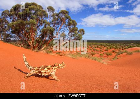 Les diables épineux se trouvent dans les régions arides et semi-arides de l'Australie occidentale, du territoire du Nord et de l'ouest de l'Australie méridionale. Banque D'Images