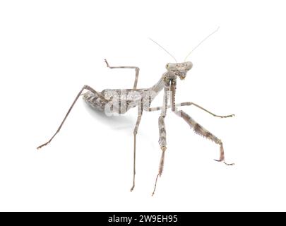 Carolina Mantis - Stagmomantis carolina - un type de mante de prière de proie isolé sur fond blanc plein détail tout au long de la vue de côté avant Banque D'Images