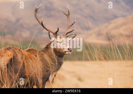 Portrait de la faune d'un cerf-Rouge écossais (Cervus elaphus scoticus) cerf dans la campagne de montagne de Glen Etive dans les Highlands écossais, en Écosse. Banque D'Images
