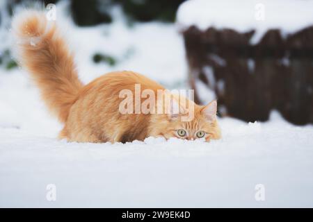 Un chat tabby au gingembre engloutit dans la neige un jour d'hiver en Écosse, au Royaume-Uni. Banque D'Images