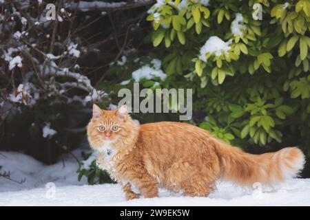 Un chat tabby au gingembre engloutit dans la neige un jour d'hiver en Écosse, au Royaume-Uni. Banque D'Images