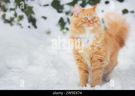 Un chat tabby au gingembre engloutit dans la neige un jour d'hiver en Écosse, au Royaume-Uni. Banque D'Images