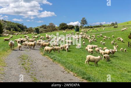 Grand troupeau de moutons sur une route et un sentier de randonnée dans le parc régional Duder, Tamaki Makaurau / Auckland Region / Aotearoa / Nouvelle-Zélande. Banque D'Images