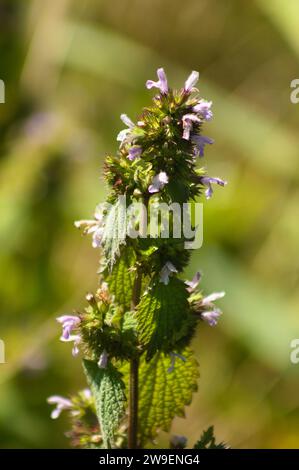 Gros plan de fleurs noires de horehound avec des plantes floues vertes sur le fond Banque D'Images