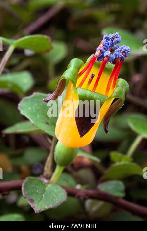 Fuchsia rampant (Fuchsia procumbens), Onagracées. Un petit arbuste prostrate de Nouvelle-Zélande aussi appelé fuchsia grimpant ou fuchsia traînant. fleur jaune. Banque D'Images