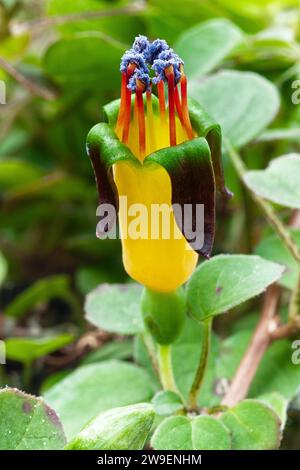 Fuchsia rampant (Fuchsia procumbens), Onagracées. Un petit arbuste prostrate de Nouvelle-Zélande aussi appelé fuchsia grimpant ou fuchsia traînant. fleur jaune. Banque D'Images