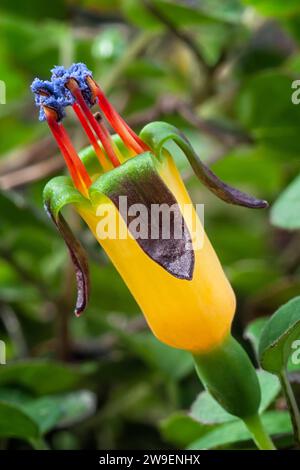 Fuchsia rampant (Fuchsia procumbens), Onagracées. Un petit arbuste prostrate de Nouvelle-Zélande aussi appelé fuchsia grimpant ou fuchsia traînant. fleur jaune. Banque D'Images