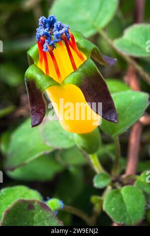 Fuchsia rampant (Fuchsia procumbens), Onagracées. Un petit arbuste prostrate de Nouvelle-Zélande aussi appelé fuchsia grimpant ou fuchsia traînant. fleur jaune. Banque D'Images