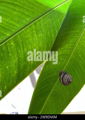 Un escargot renversé perché au sommet d'un feuillage vert vibrant Banque D'Images