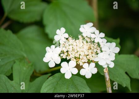 Gros plan de Viburnum opulus compactum, communément appelé «Compact Guelder Rose» Banque D'Images