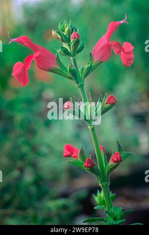 Bébé sauge (Salvia microphylla cv. Cerro Potosi).Lamiaceae. Plante herbacée vivace, hybride ornemental, fleur rouge. Banque D'Images