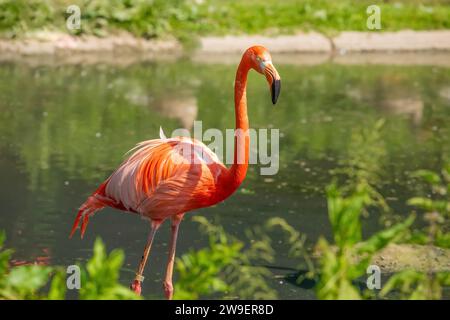 Beaux flamants roses américains marchant dans l'eau avec fond d'herbes vertes. arrière-plan naturel éclatant. voyage et oiseaux dans le concept de zoo Banque D'Images