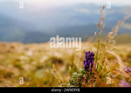 Vue sur le paysage de montagne d'été dans les Carpates avec Aconite pourpre toxique, moines-hood fleurissant dans l'herbe. Fond de prairie de champ naturel. Fermer U. Banque D'Images