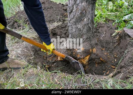 Déraciner un vieil arbre fruitier sec dans le jardin. Grande fosse avec des racines d'arbre coupées. Pelle sont l'outil principal utilisé dans le déracinement. Rénovation de l'ancienne ga Banque D'Images