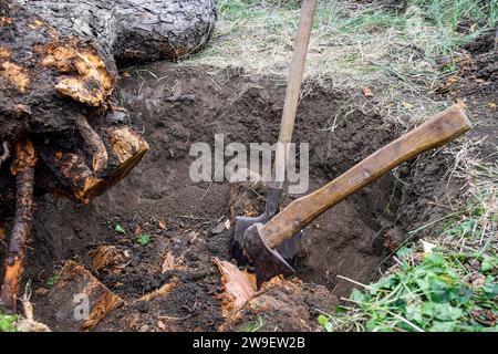 Déracinement du vieil arbre fruitier sec dans le jardin. Grande fosse avec des racines d'arbre coupées. Pommier tombé se trouve à côté du trou. Hache et pelle sont les principaux outils utilisés dans Banque D'Images