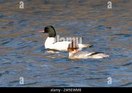 Paire de goosandres (Mergus merganser) hivernant à Moor Green Lakes, Berkshire, Angleterre, Royaume-Uni, nageant sur un lac Banque D'Images