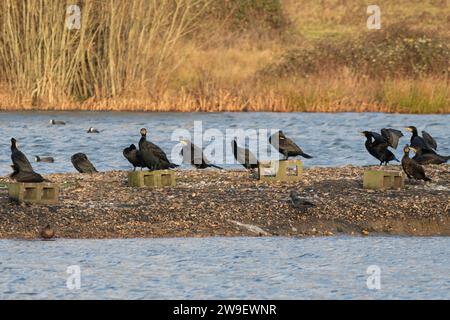 Groupe de cormorans (Phalacrocorax carbo) reposant sur une broche de bardeaux à la réserve naturelle de Moor Green Lakes, Berkshire, Angleterre, Royaume-Uni, pendant l'hiver Banque D'Images