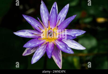 Une fleur de Lotus vibrante avec une abeille perchée sur l'un de ses délicats pétales debout au soleil Banque D'Images