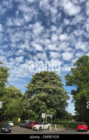 19.05.2023, Berlin, GER - Bluehende Kastanie in der Stadt. Aesculus hippocastanum, aufgeblueht, aussen, Aussenaufnahme, Autos, Baum, Baumbluete, Berlin, bewoelkt, Biologie, Bluehen, bluehend, blueht, Bluete, Blueten, Bluetenstand, Bluetezeit, Botanik, botanisch, deutsch, Deutschland, Europa, europaeisch, Flora, Fruehjahr, Fruehling, Gewaechs, HF, Himmel, Hochformat, Jahreszeit, Kastanie, Kastanienbaum, Kastanienbluete, Kastanienblueten, Natur, Niemand, Pflanze, Pflanzenwelt, PKW, Rosskastanie, Strasse, weiss, Westeropa, Wolken 230519D816BERLIN.JPG *** 19 05 2023, Berlin, GER Blooming Chestnut Banque D'Images