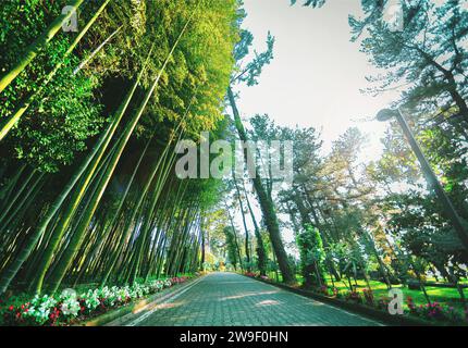 bambou- jardin urbain de pin- allée de parc, vue en perspective Banque D'Images