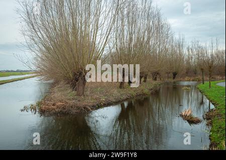 Saules pollard (Salix) le long de l'eau dans le paysage des polders près de Gouda, pays-Bas. Banque D'Images