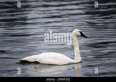 Un cygne trompette (Cygnus buccinator) nage sur l'eau à Juanita Bay Park, Lake Washington à Kirkland, dans l'État de Washington, aux États-Unis. Banque D'Images