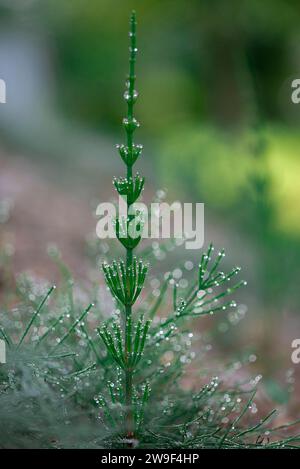 Une plante à feuillage vert vibrant avec des gouttelettes d'eau scintillantes reposant sur ses feuilles, entourée de buissons verts luxuriants en arrière-plan Banque D'Images