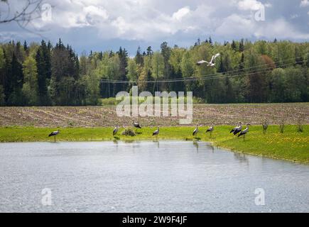 Un troupeau d'oiseaux perché sur l'herbe luxuriante à côté d'un plan d'eau tranquille Banque D'Images