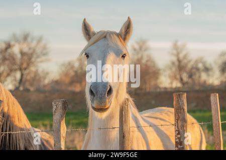 Cheval blanc de Camargue dans le sud de la France. Chevaux élevés à l'état sauvage parmi les taureaux de Camargue dans les étangs de Camargue. Formé pour être monté par des gardians Banque D'Images