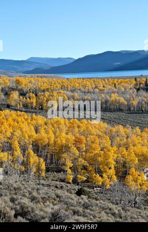 Surplombant le lac Fish 'Pando Clone', également connu sous le nom de géants tremblants, lumière du matin, forêt nationale de Fishlake, Banque D'Images