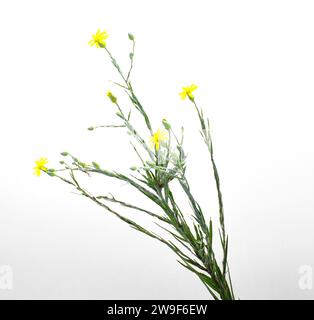 Aster doré à feuilles d'herbe et silkgrass à feuilles étroites - Pityopsis graminifolia - herbe vivace rhizomateuse avec tiges vertes ou brunes couvertes d'argent Banque D'Images