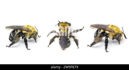 L'abeille longue à pattes noires - Svastra atripes - est une espèce d'abeille à cornes longues de la famille des Apidae. Les femelles ont des antennes plus courtes que les mâles. isolat Banque D'Images