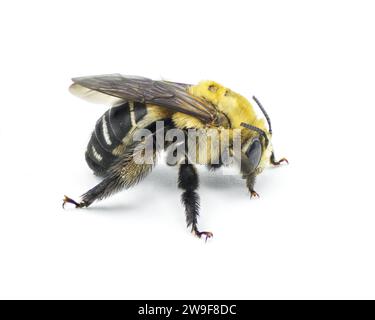 L'abeille longue à pattes noires - Svastra atripes - est une espèce d'abeille à cornes longues de la famille des Apidae. Les femelles ont des antennes plus courtes que les mâles. isolat Banque D'Images